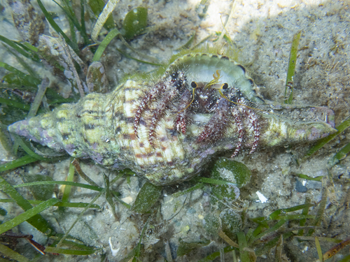 Fusinus nicobaricus observed 2026-01-30