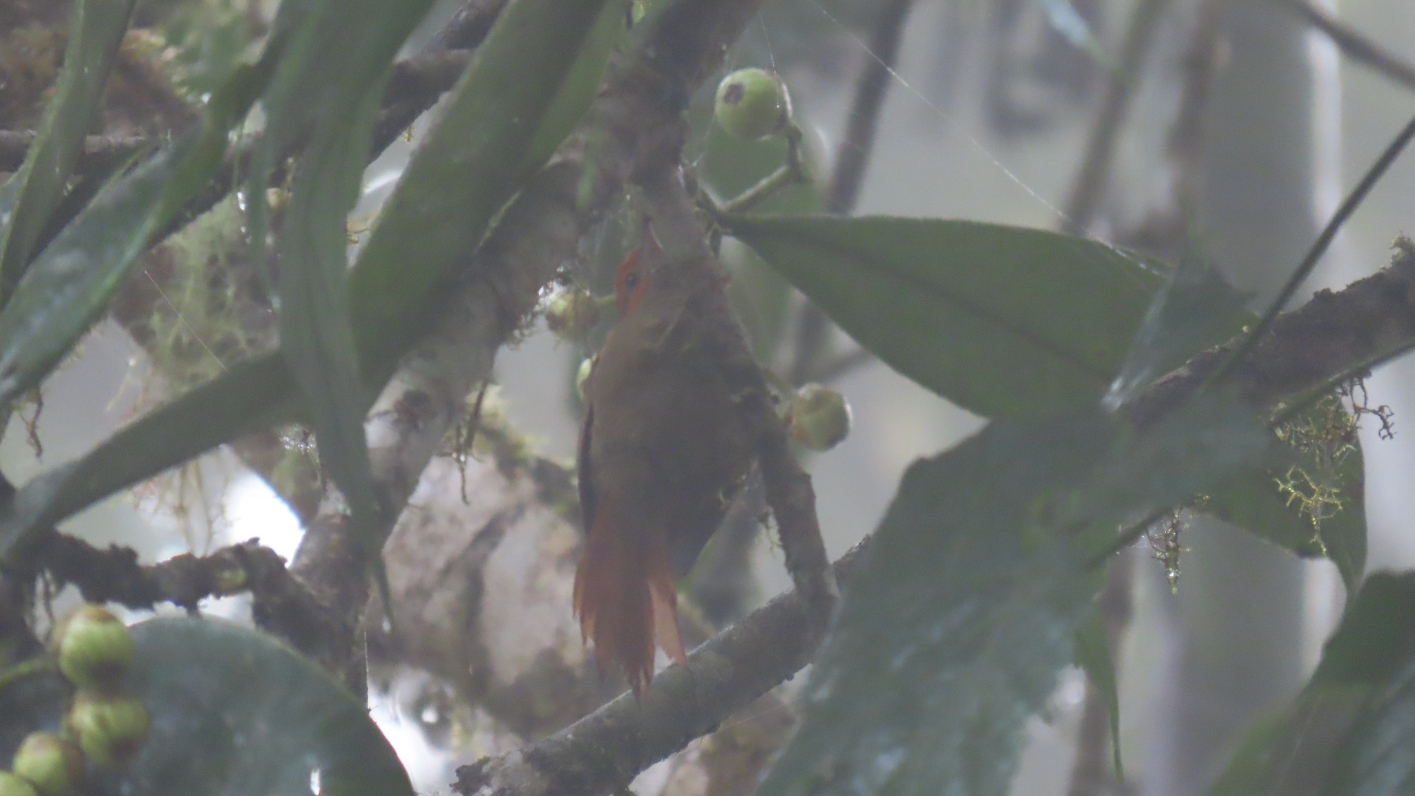 Red-faced Spinetail (Cranioleuca erythrops), photo 3