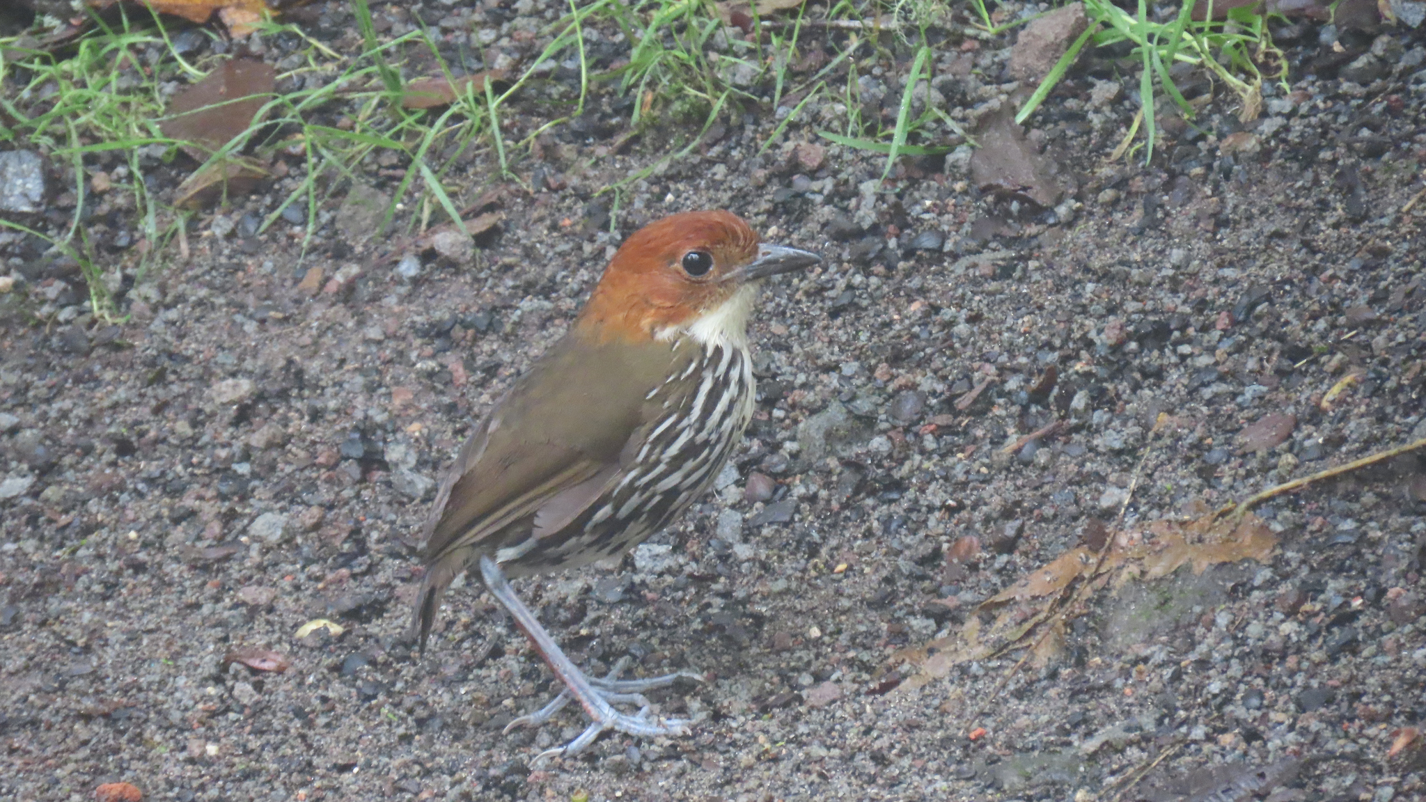 Chestnut-crowned Antpitta (Grallaria ruficapilla), photo 3