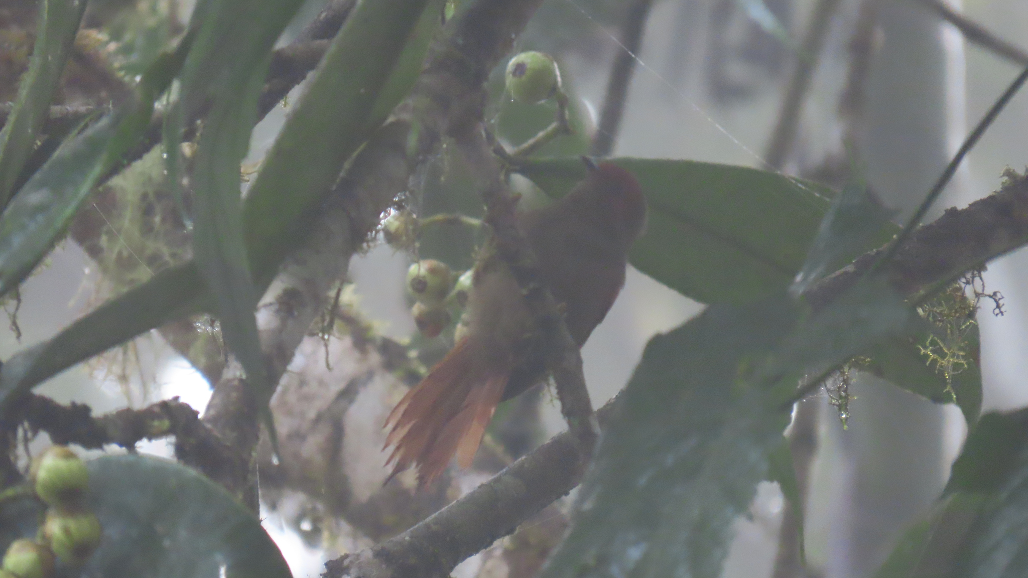 Red-faced Spinetail (Cranioleuca erythrops), photo 4