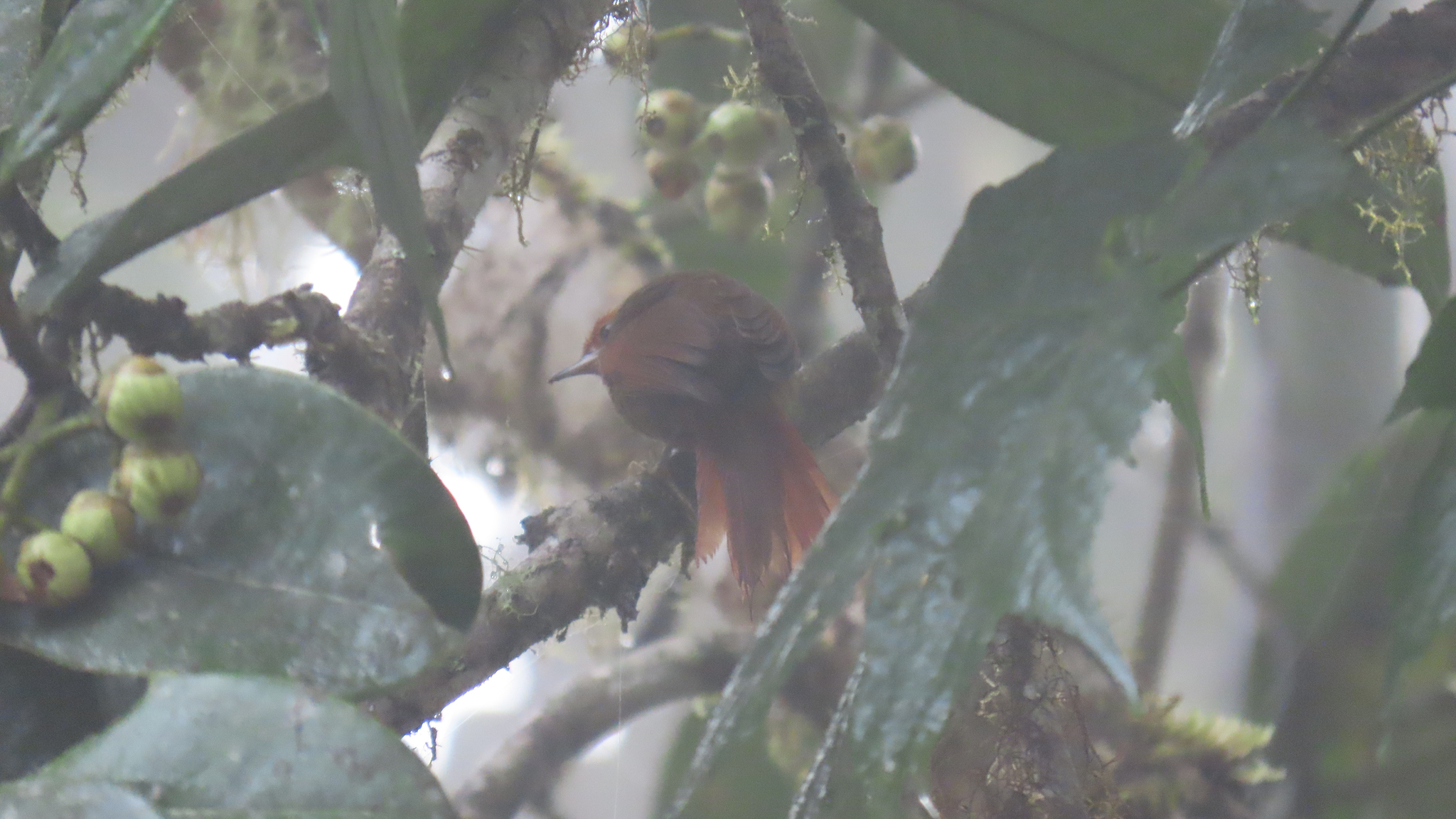 Red-faced Spinetail (Cranioleuca erythrops), photo 5