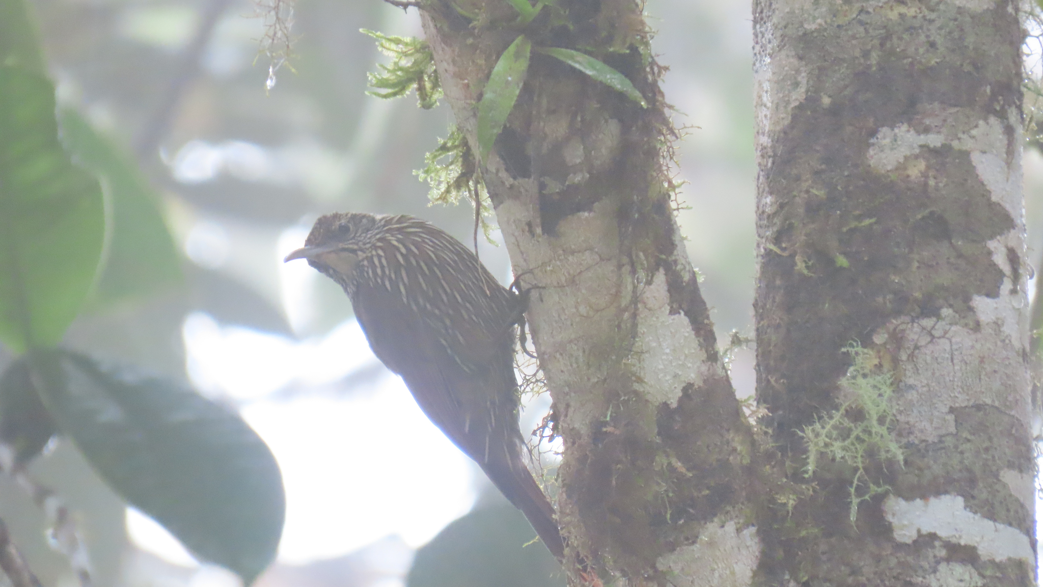 Montane Woodcreeper (Lepidocolaptes lacrymiger), photo 8