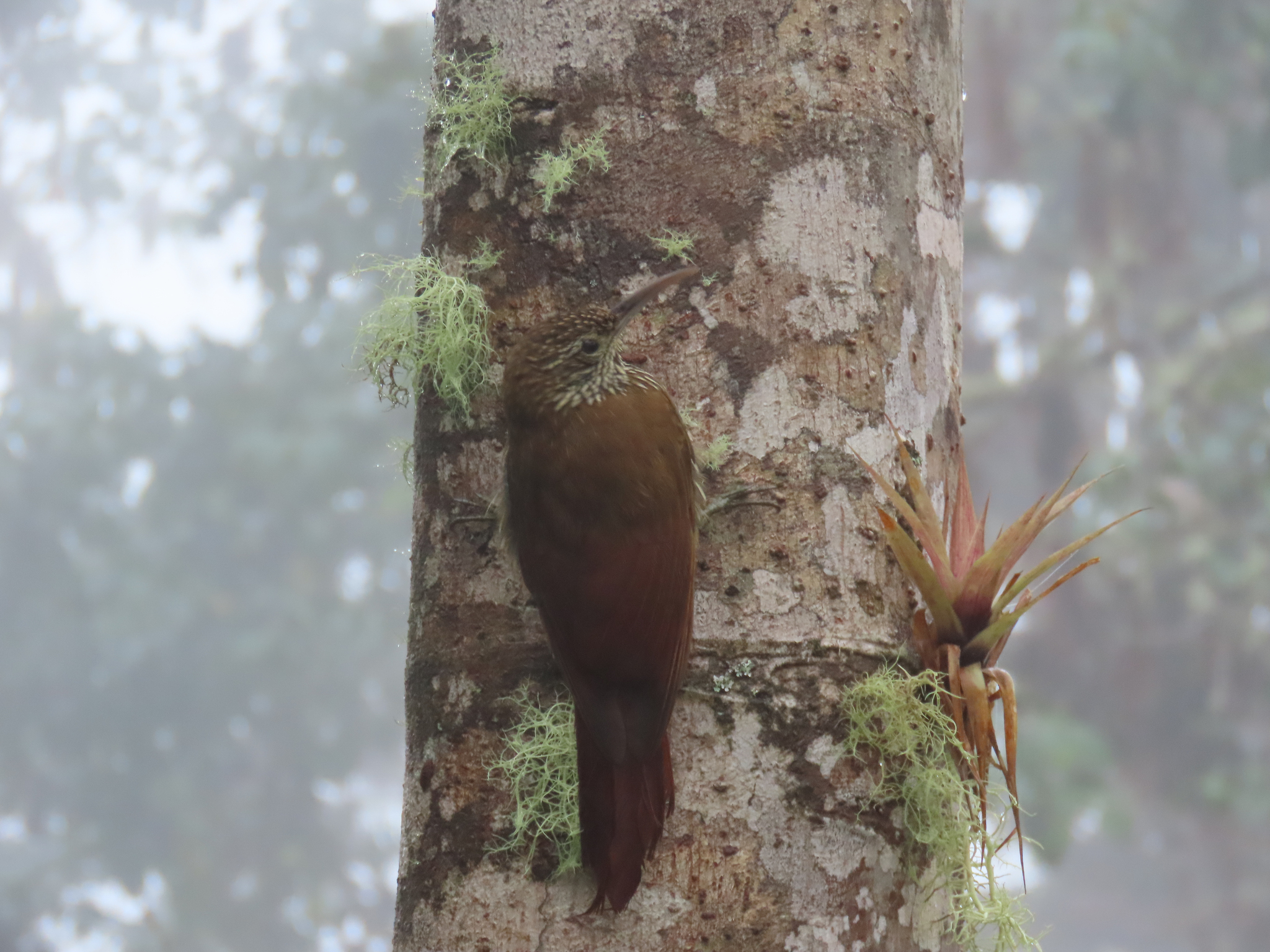 Montane Woodcreeper (Lepidocolaptes lacrymiger), photo 9