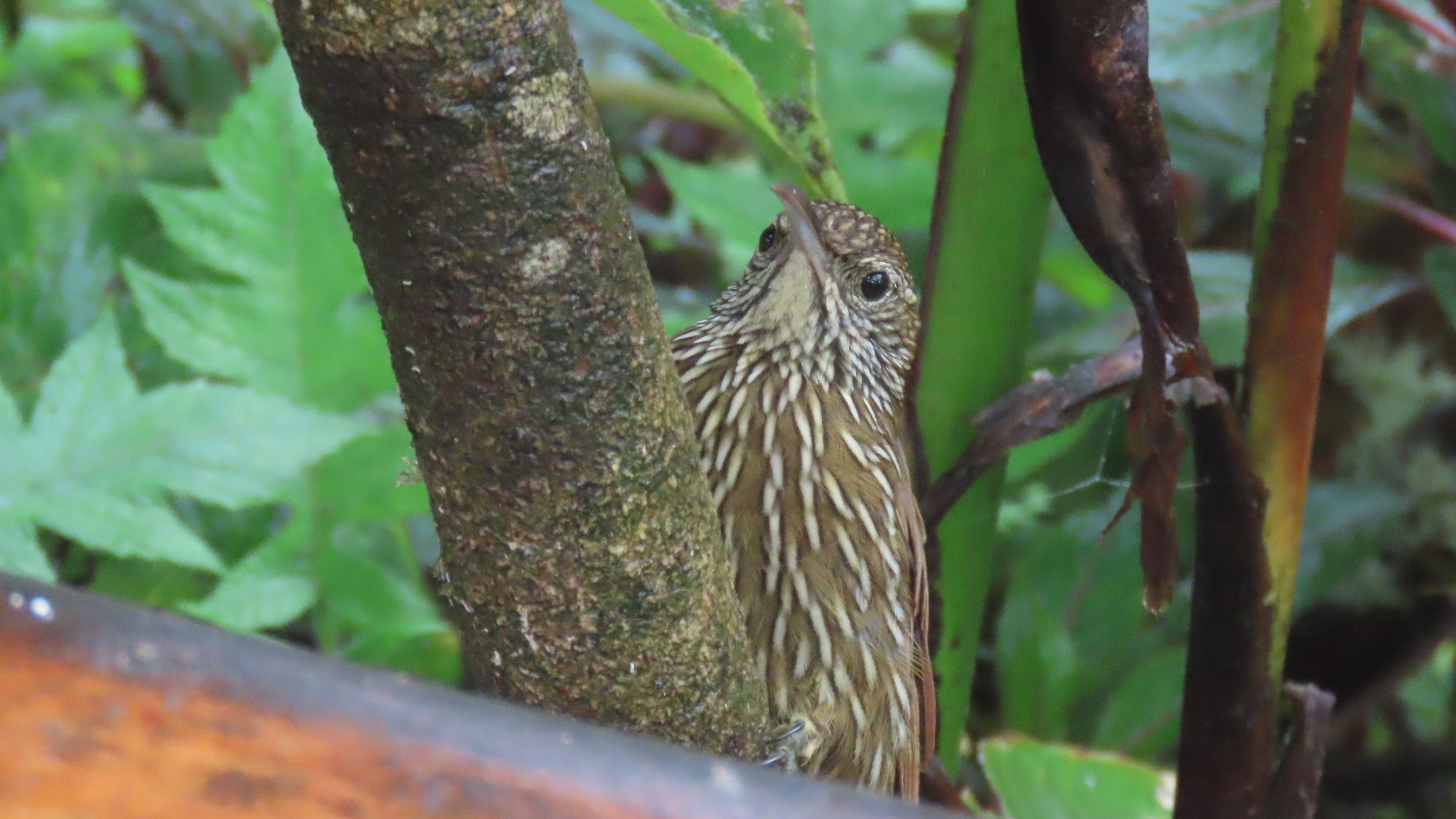 Montane Woodcreeper (Lepidocolaptes lacrymiger), photo 4