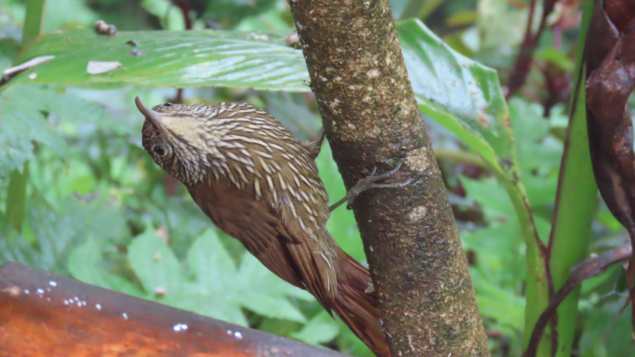 Montane Woodcreeper (Lepidocolaptes lacrymiger), photo 3