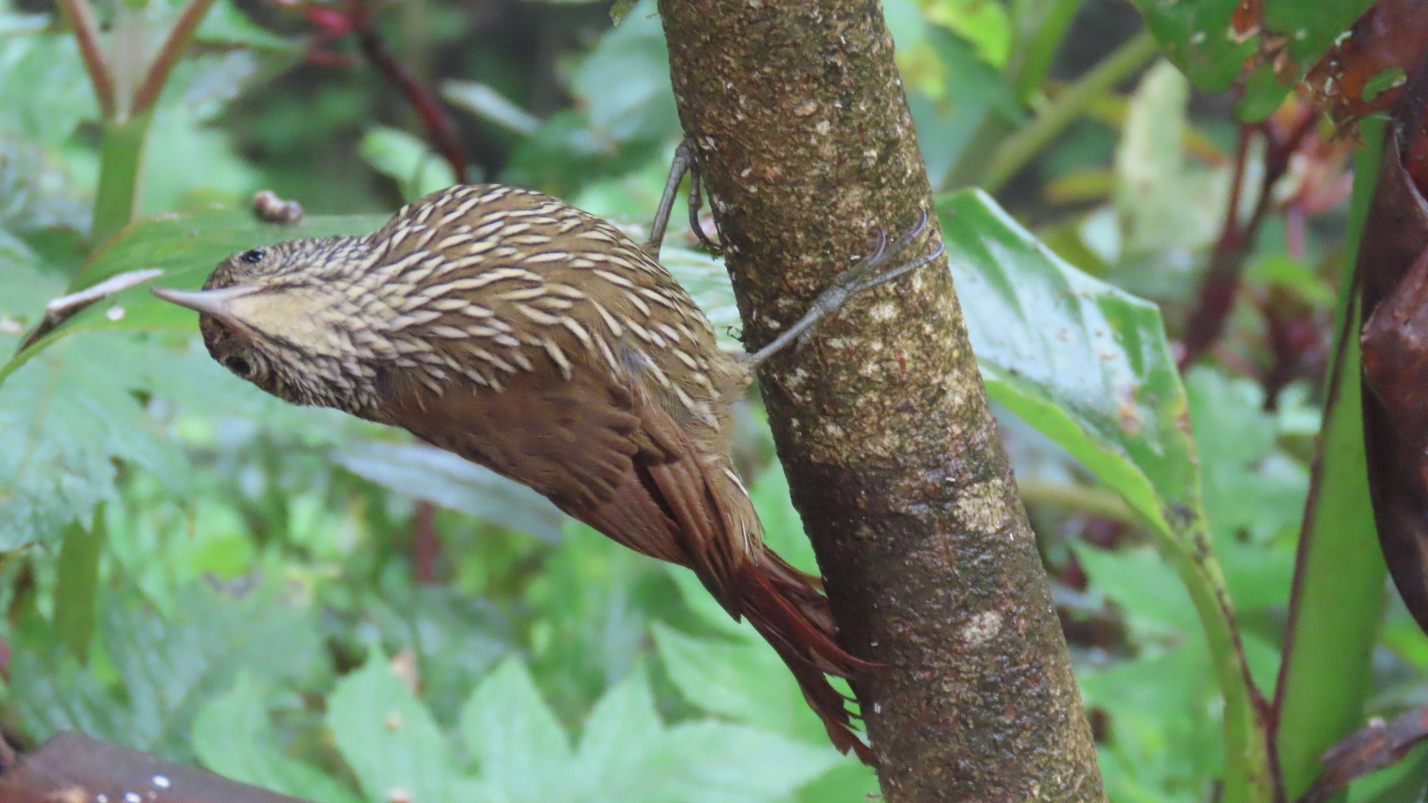 Montane Woodcreeper (Lepidocolaptes lacrymiger), photo 2