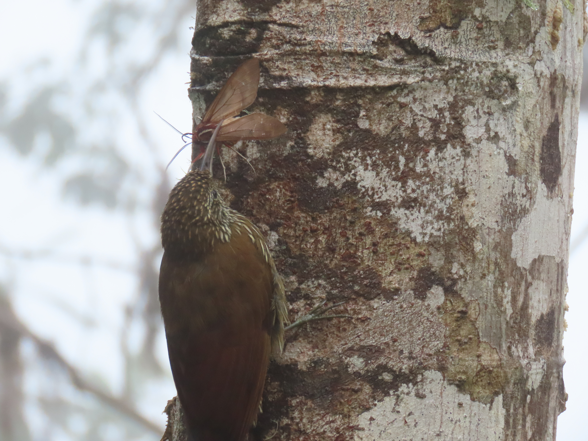 Montane Woodcreeper (Lepidocolaptes lacrymiger), photo 5