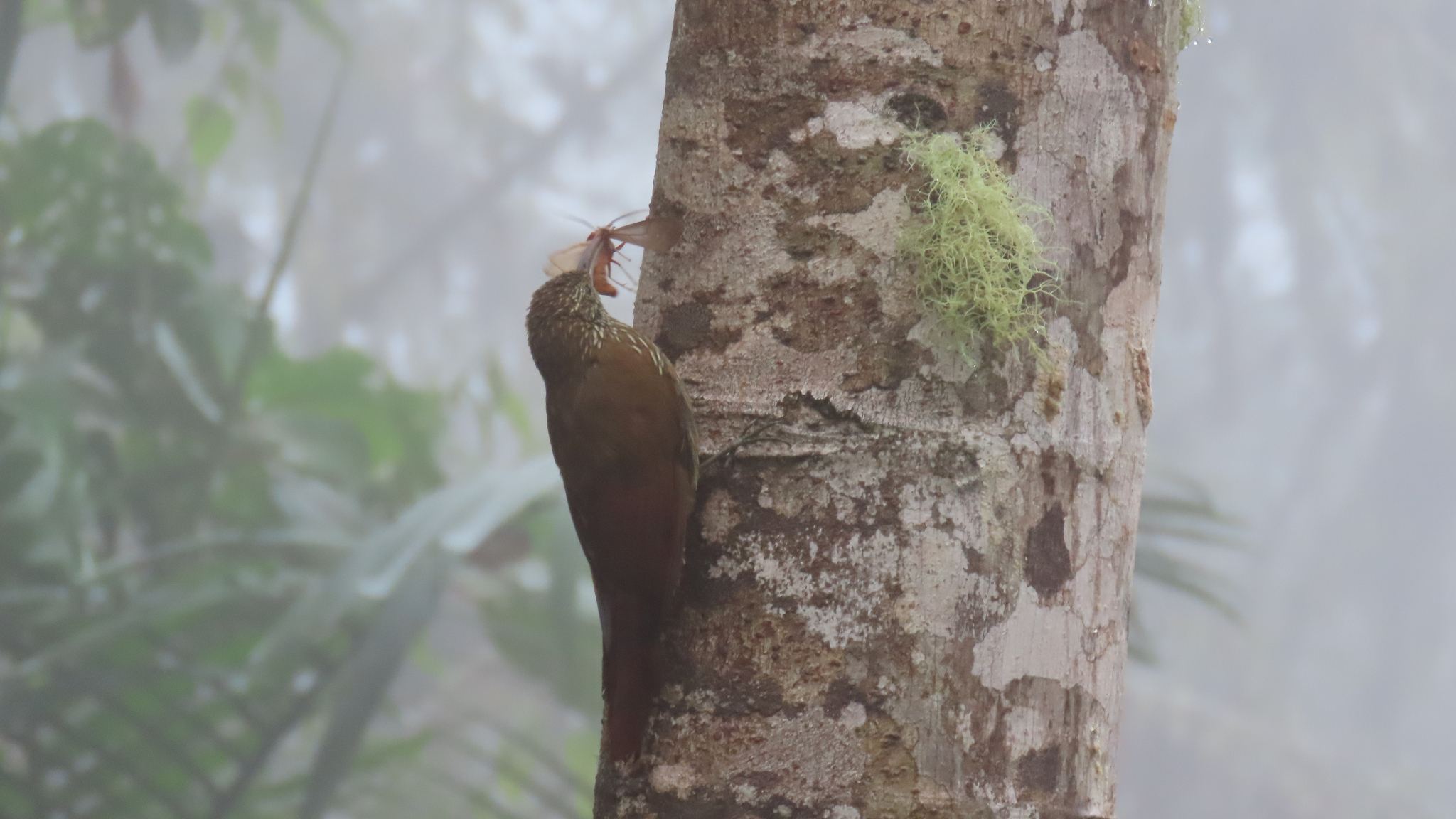 Montane Woodcreeper (Lepidocolaptes lacrymiger), photo 6