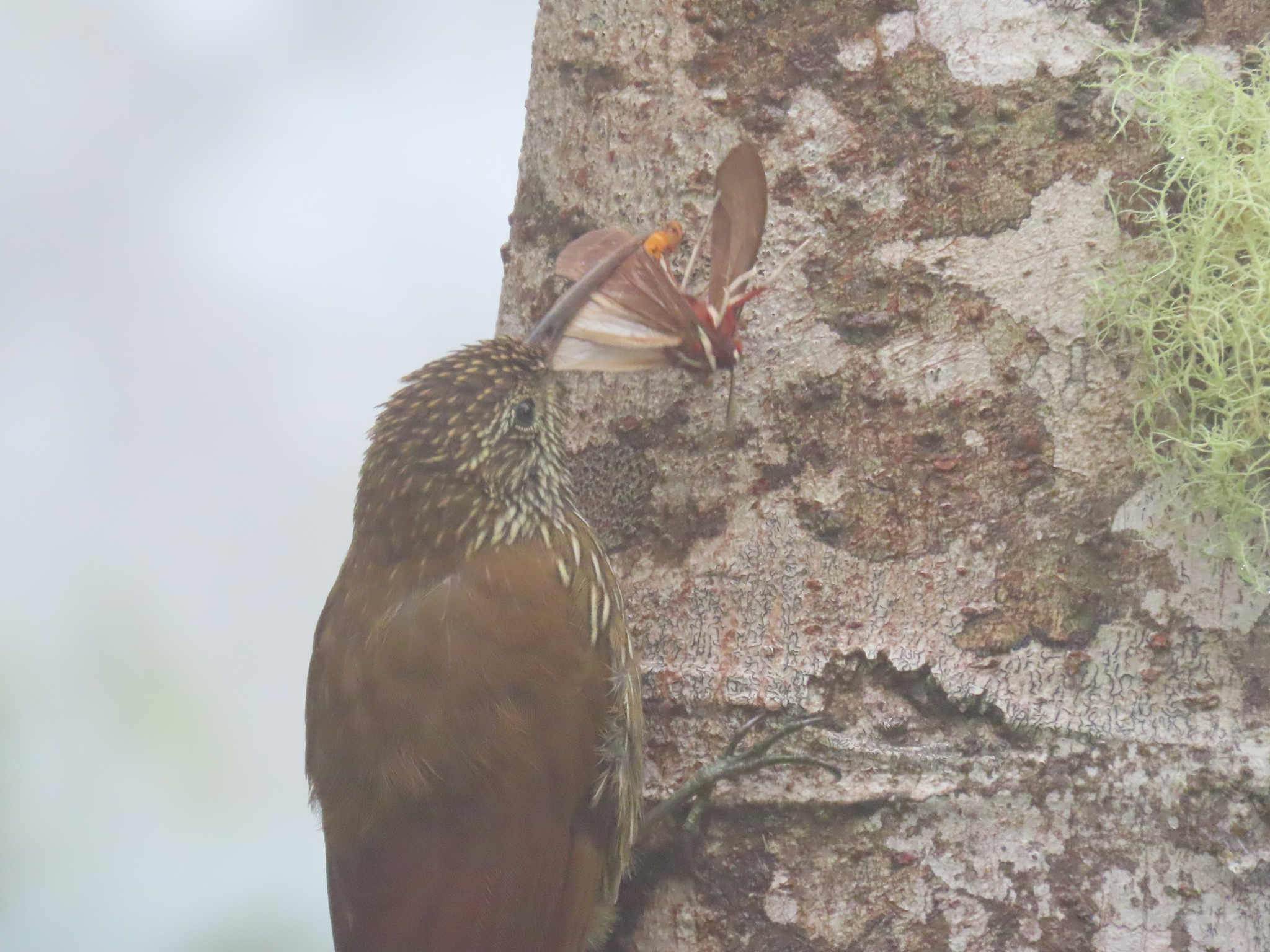 Montane Woodcreeper (Lepidocolaptes lacrymiger), photo 7