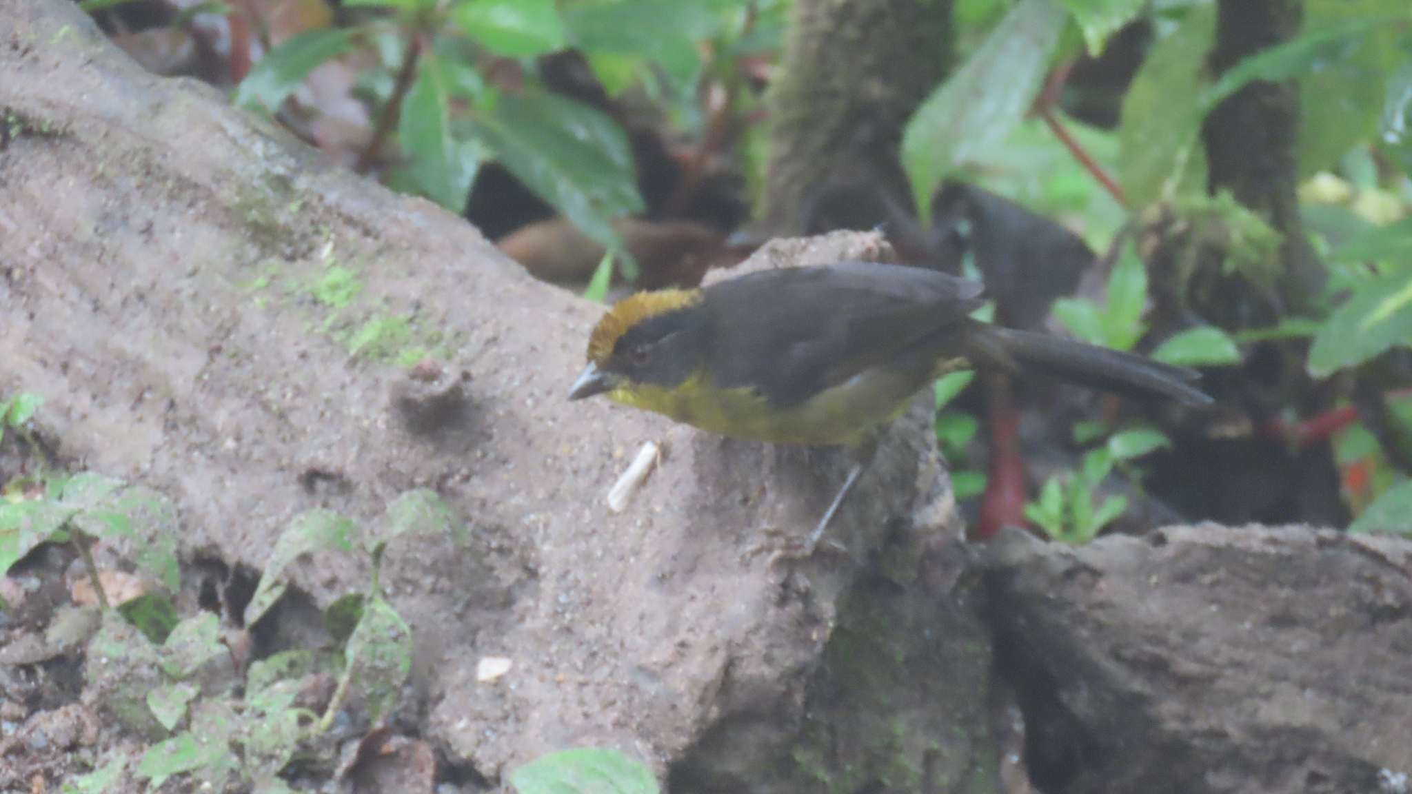 Choco Brushfinch (Atlapetes crassus), photo 3