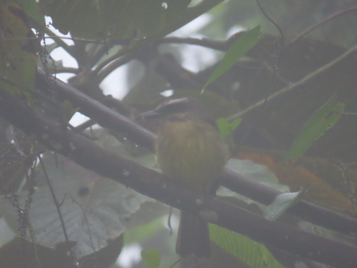 Golden-bellied Flycatcher (Myiodynastes hemichrysus)