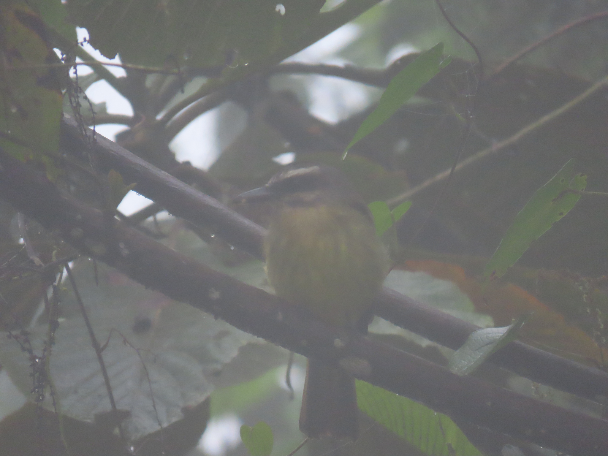 Golden-bellied Flycatcher (Myiodynastes hemichrysus), photo 1