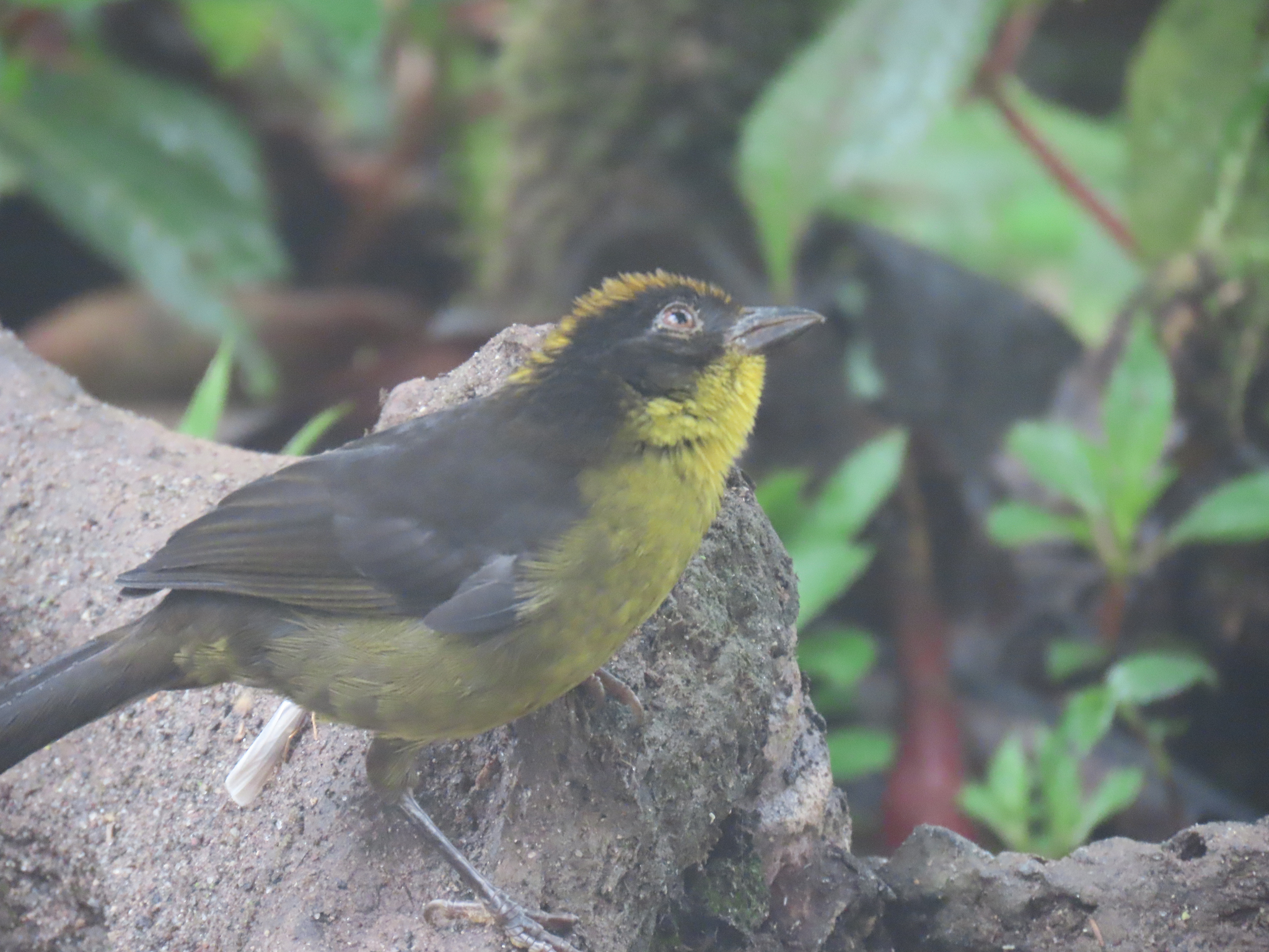 Choco Brushfinch (Atlapetes crassus), photo 4