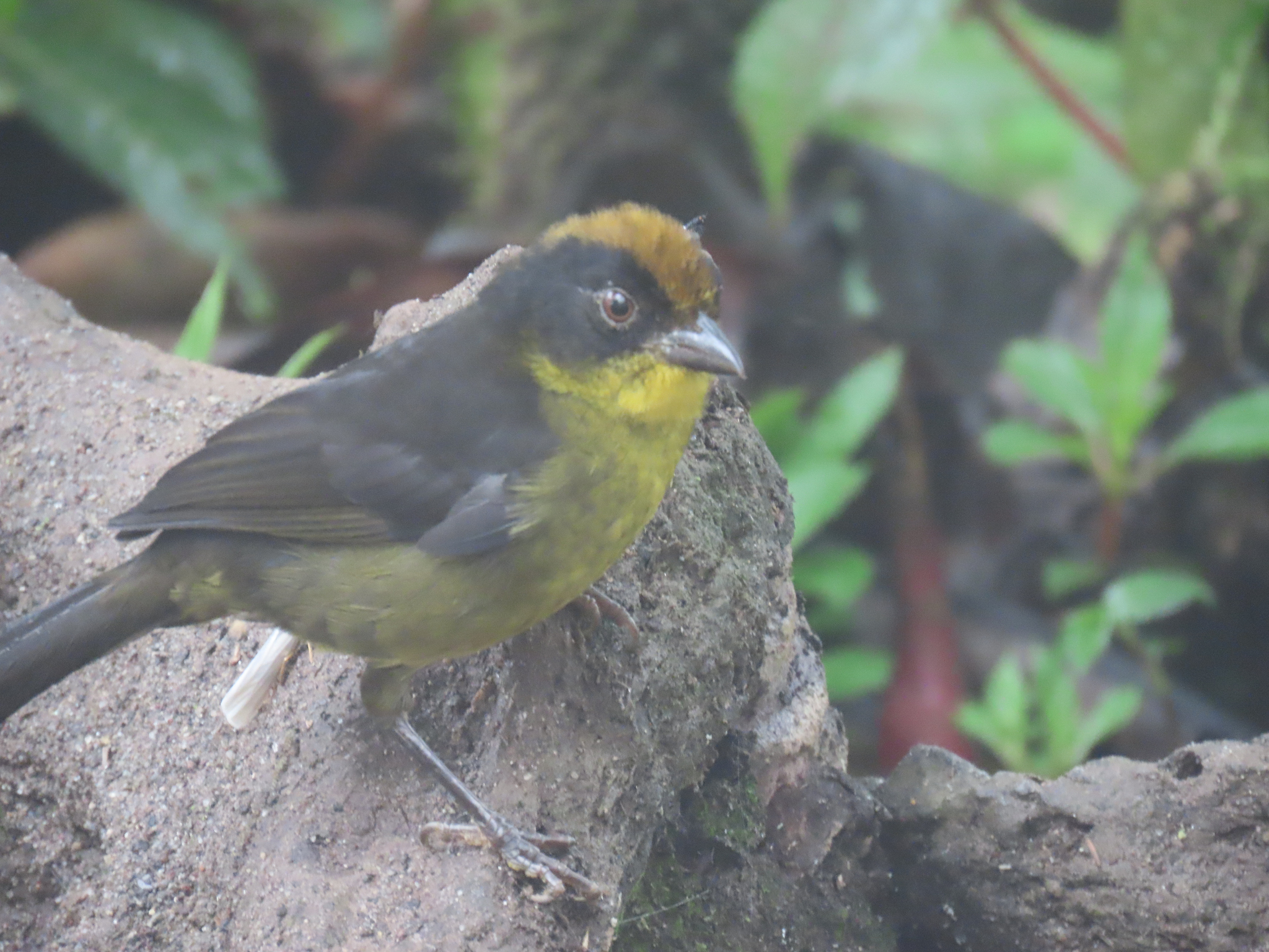 Choco Brushfinch (Atlapetes crassus), photo 2