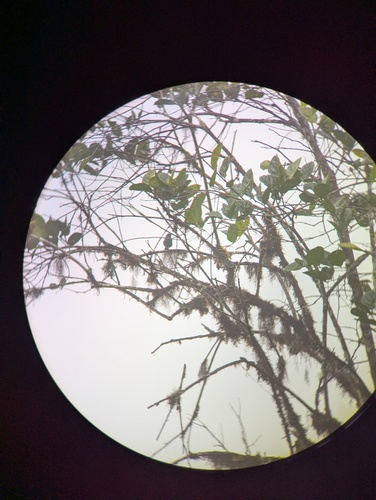 Blue-capped Tanager (Sporathraupis cyanocephala), photo 2