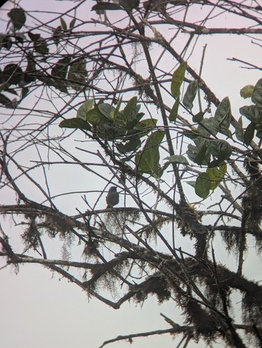 Blue-capped Tanager (Sporathraupis cyanocephala), photo 1