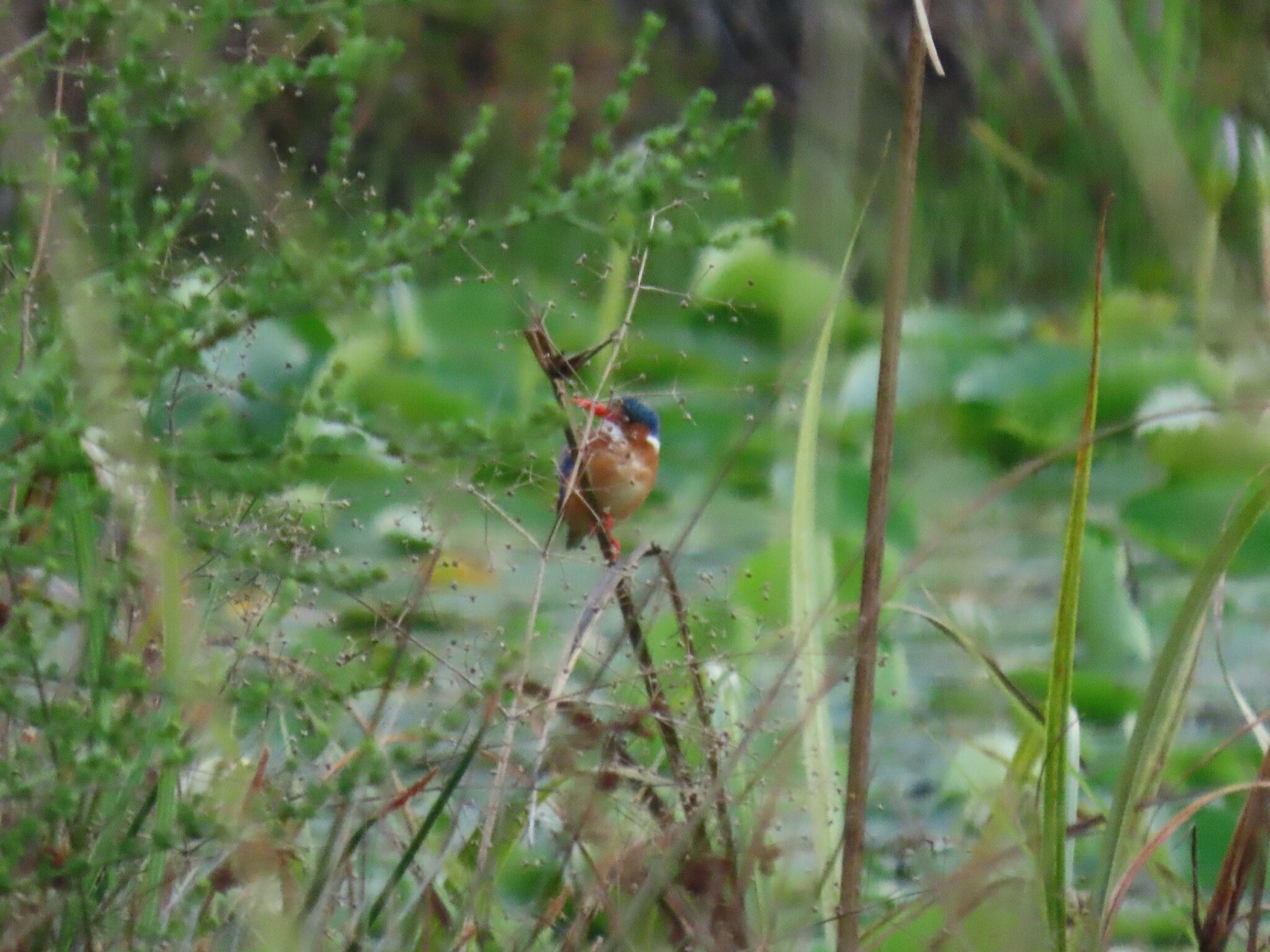 Malachite Kingfisher (Corythornis cristatus), photo 2