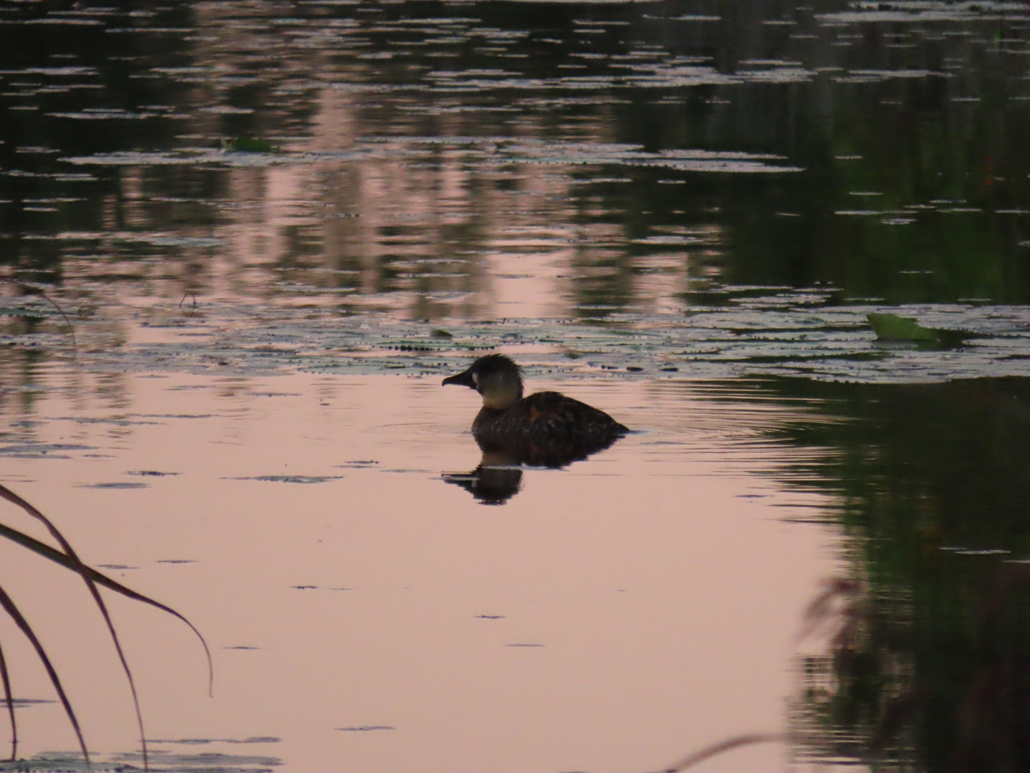 White-backed Duck (Thalassornis leuconotus), photo 3