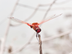 Tramea loewii