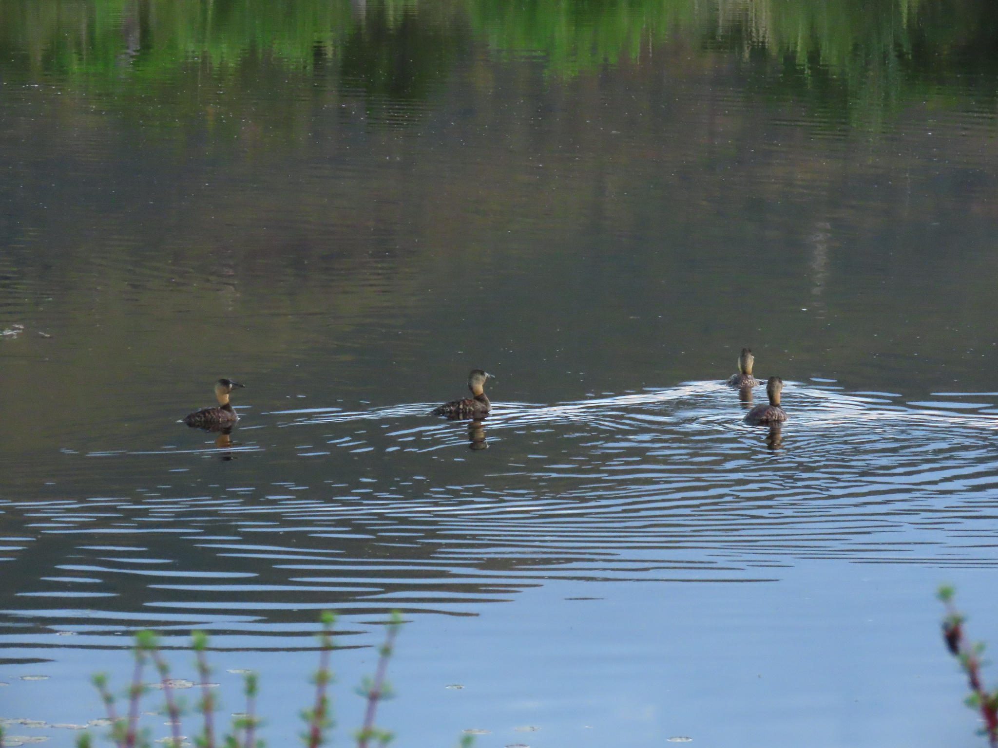 White-backed Duck (Thalassornis leuconotus), photo 4