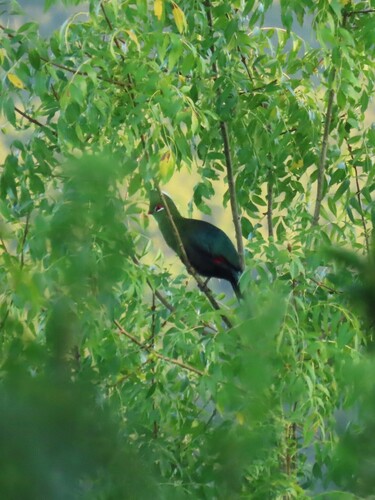 Knysna Turaco (Tauraco corythaix), photo 4