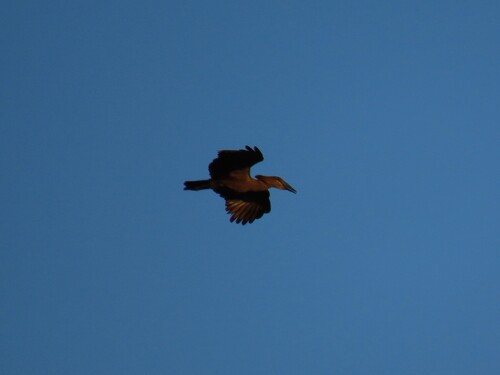 Hamerkop (Scopus umbretta), photo 5