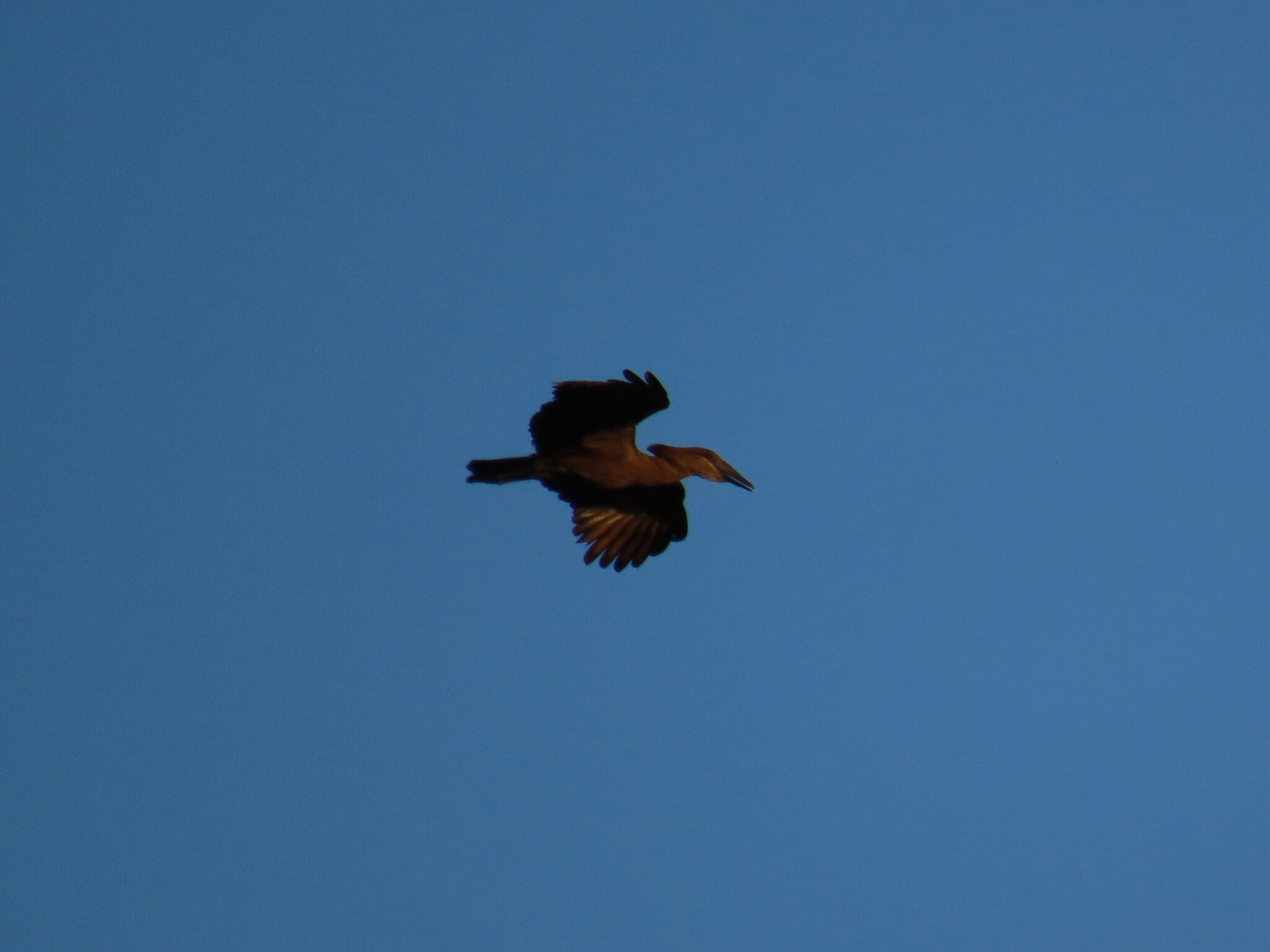 Hamerkop (Scopus umbretta), photo 6