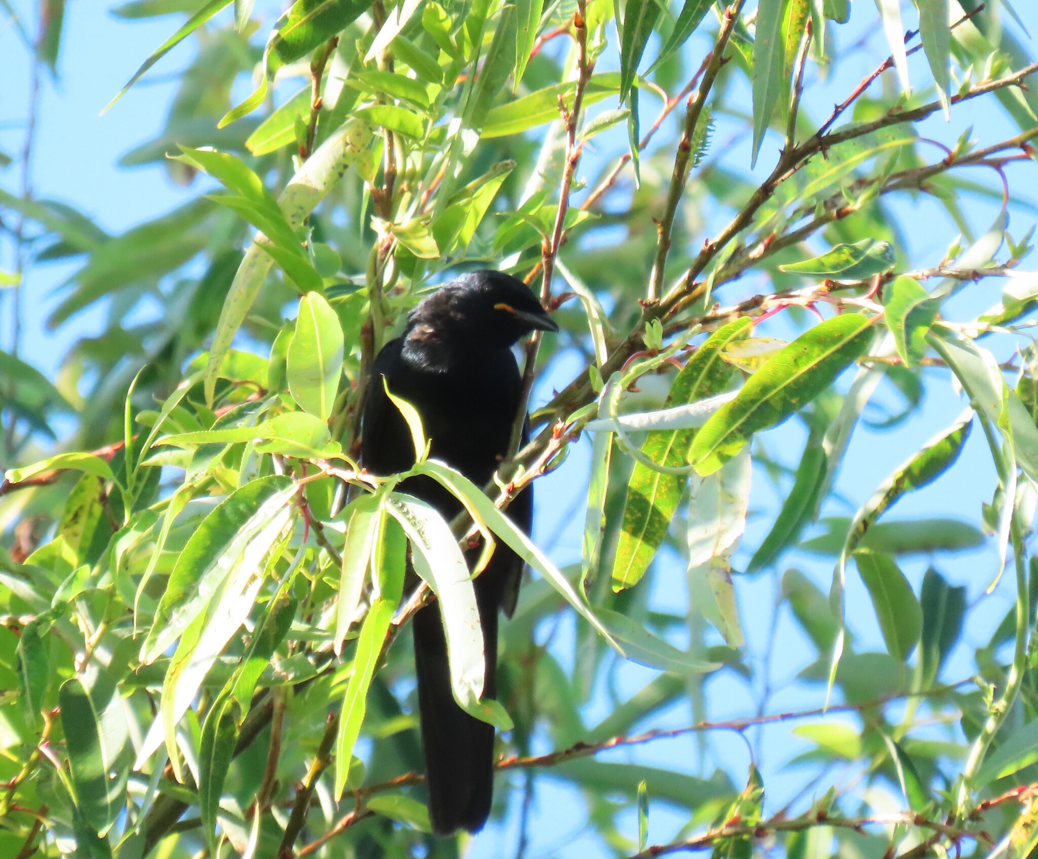 Black Cuckooshrike (Campephaga flava), photo 2
