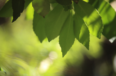 Laurelia sempervirens