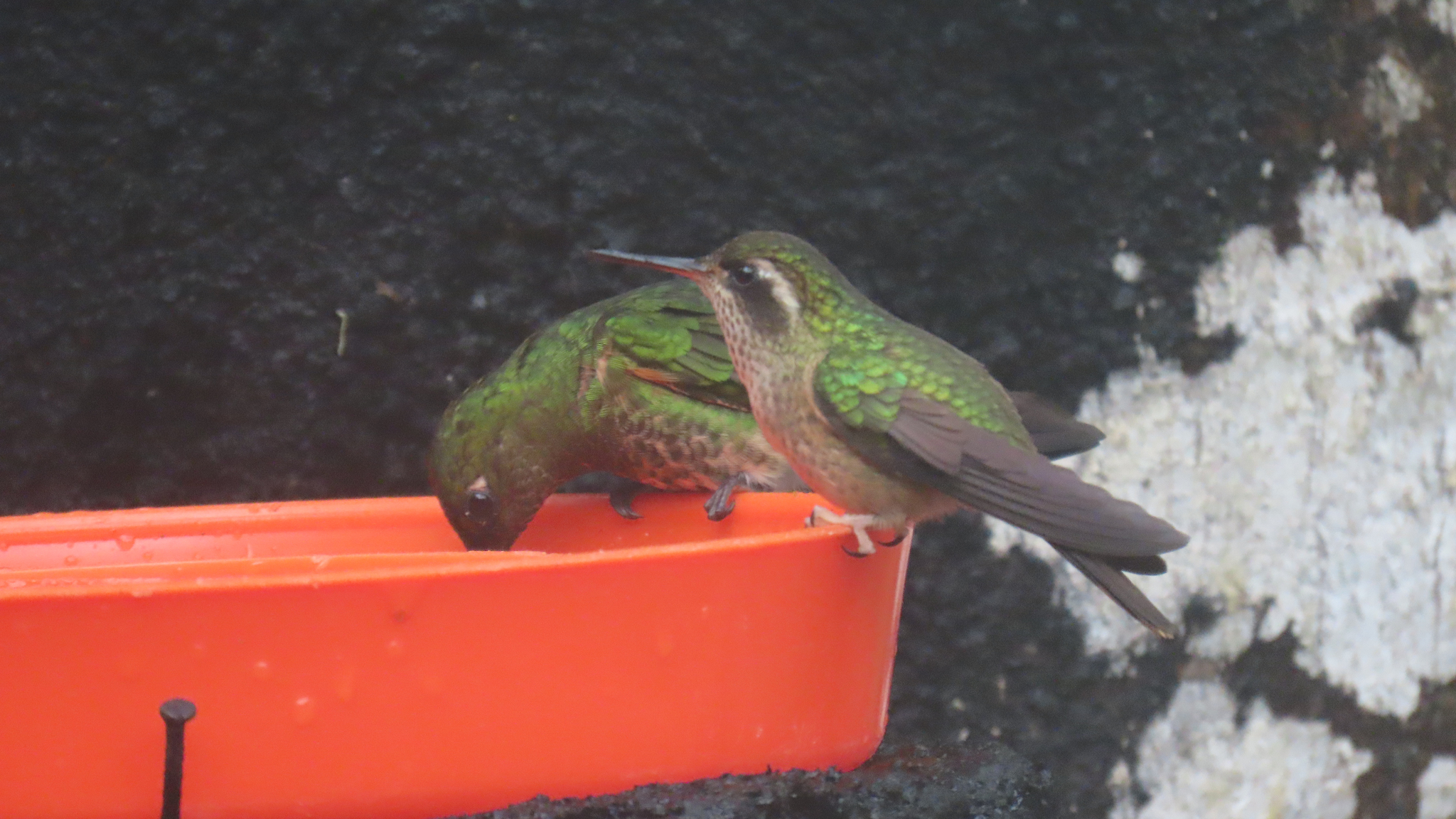 Speckled Hummingbird (Adelomyia melanogenys), photo 4