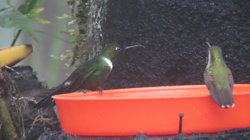 Gorgeted Sunangel (Heliangelus strophianus), photo 1