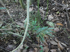 Taenitis blechnoides