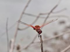 Tramea loewii