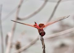 Tramea loewii