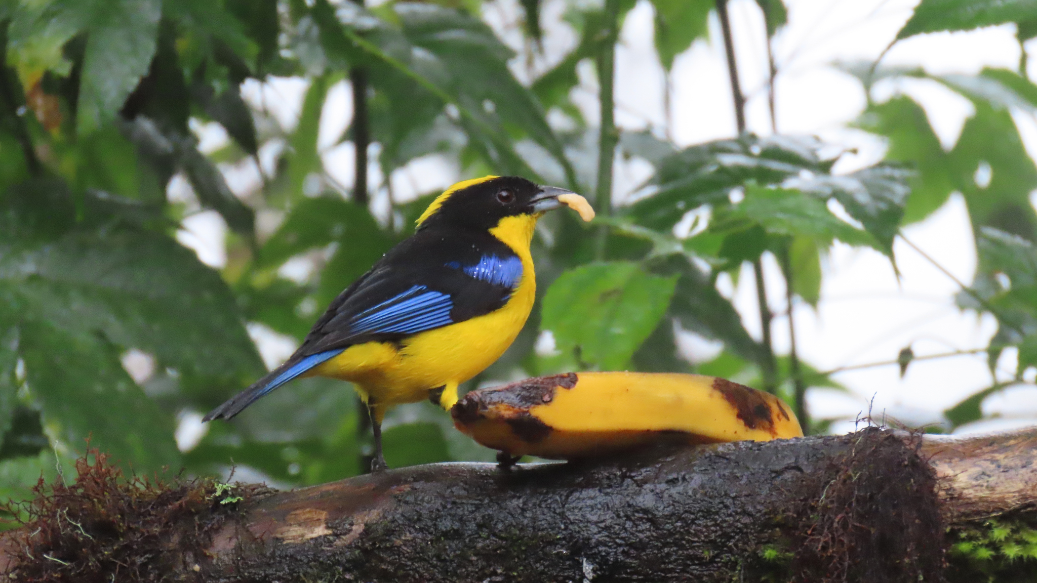 Blue-winged Mountain Tanager (Anisognathus somptuosus), photo 2