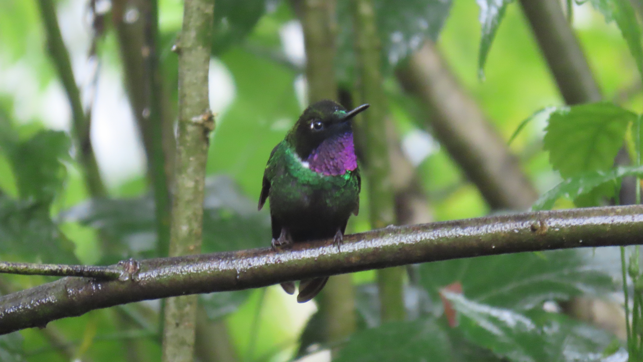 Tourmaline Sunangel (Heliangelus exortis), photo 2