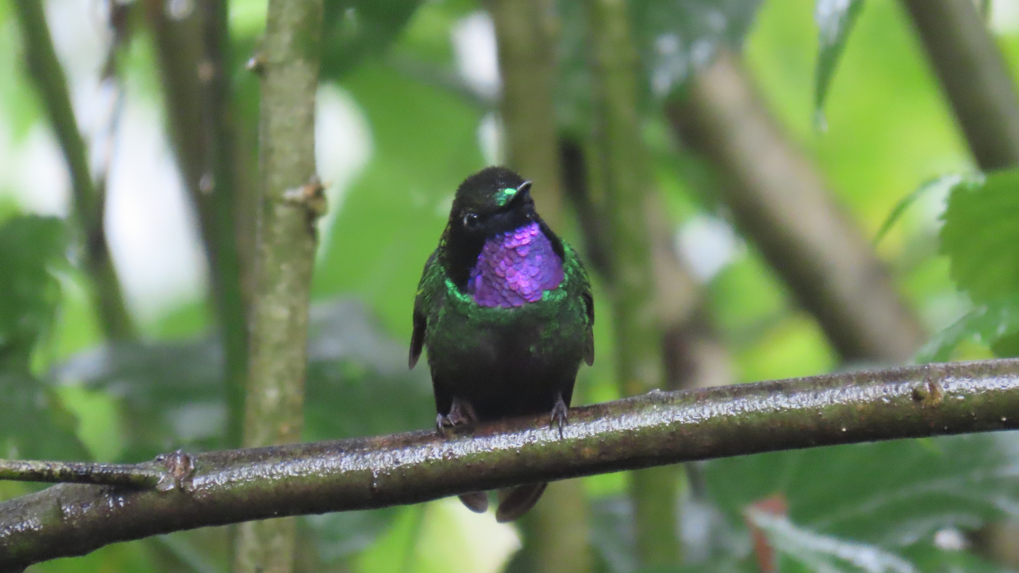 Tourmaline Sunangel (Heliangelus exortis), photo 1