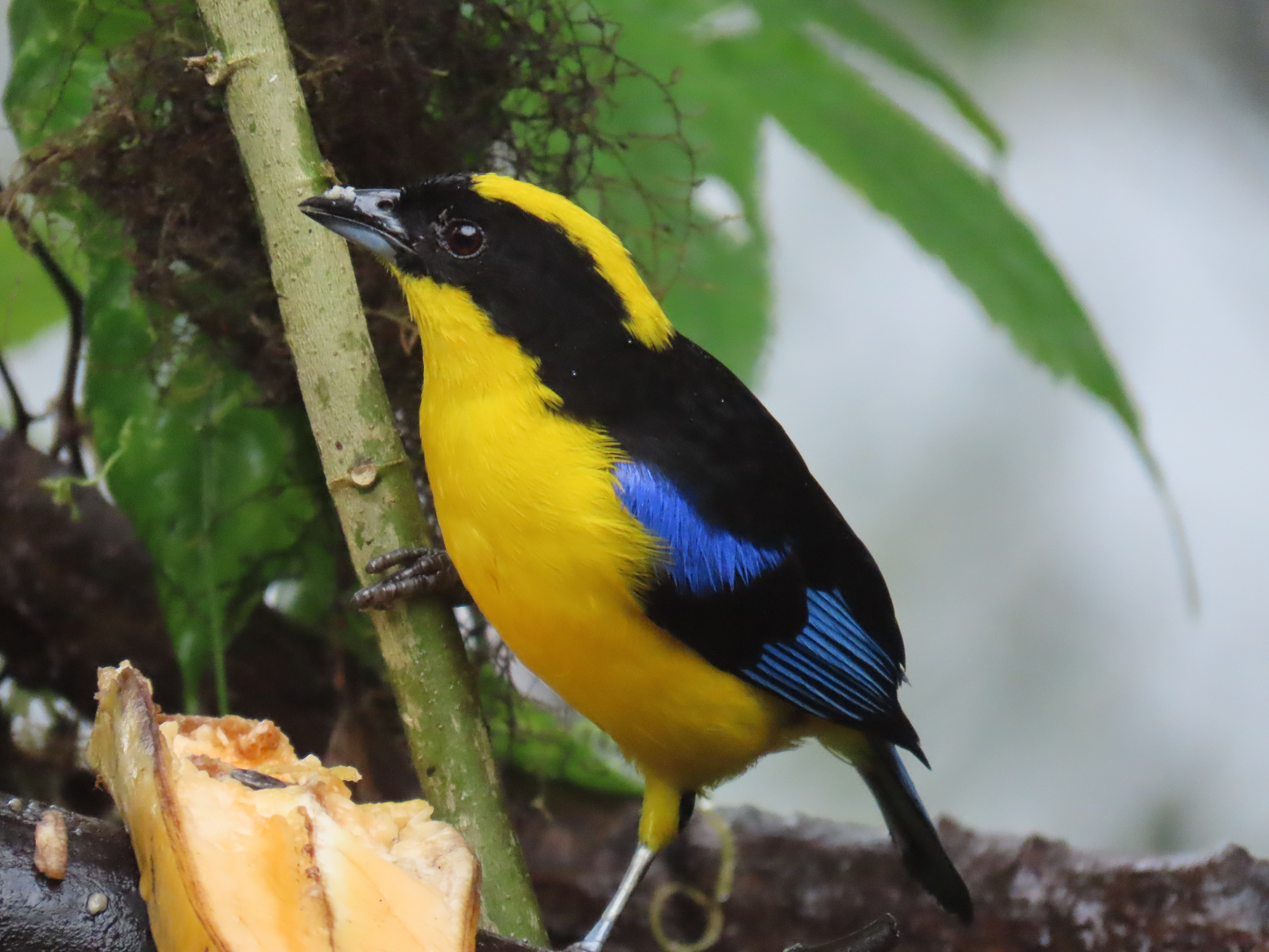 Blue-winged Mountain Tanager (Anisognathus somptuosus), photo 3