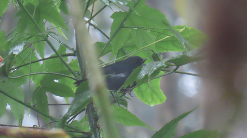 White-sided Flowerpiercer (Diglossa albilatera)