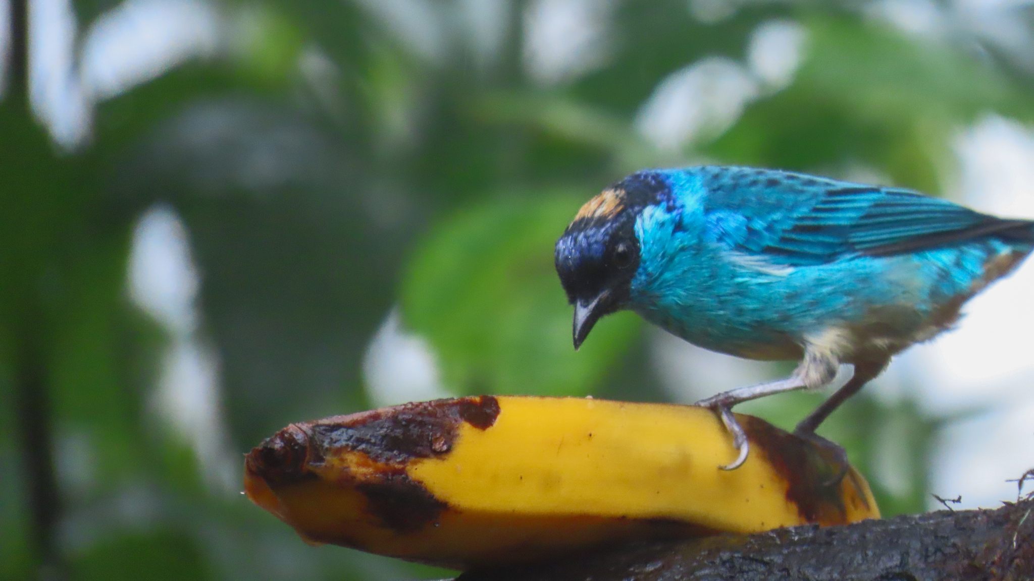 Golden-naped Tanager (Chalcothraupis ruficervix), photo 3