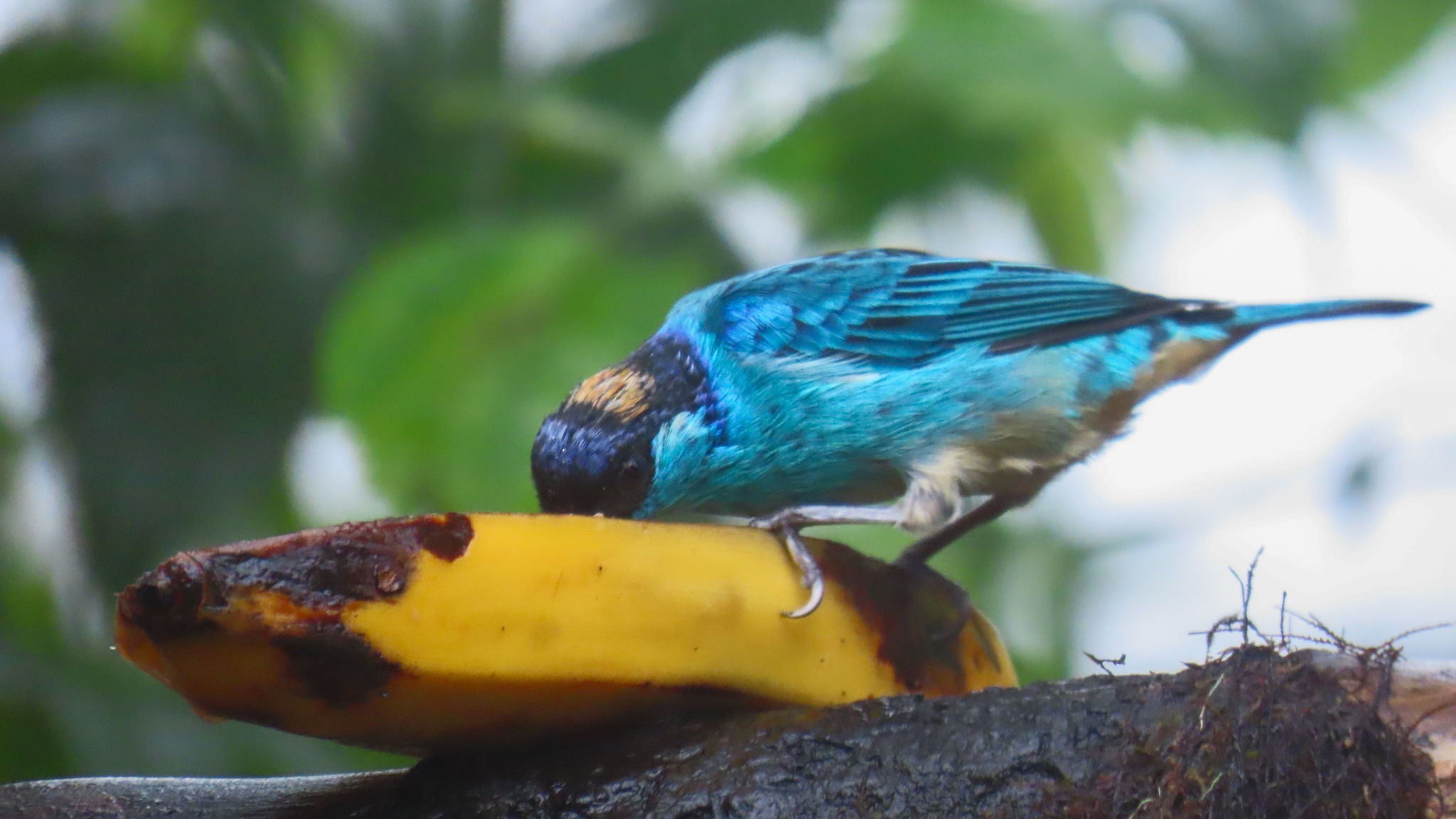 Golden-naped Tanager (Chalcothraupis ruficervix), photo 4