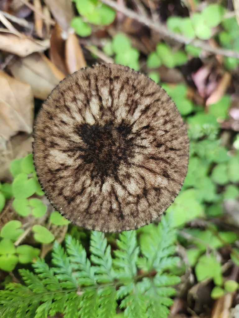 Pluteus perroseus · February 2026 · photo: © archie_tarn (iNaturalist, cc-by)