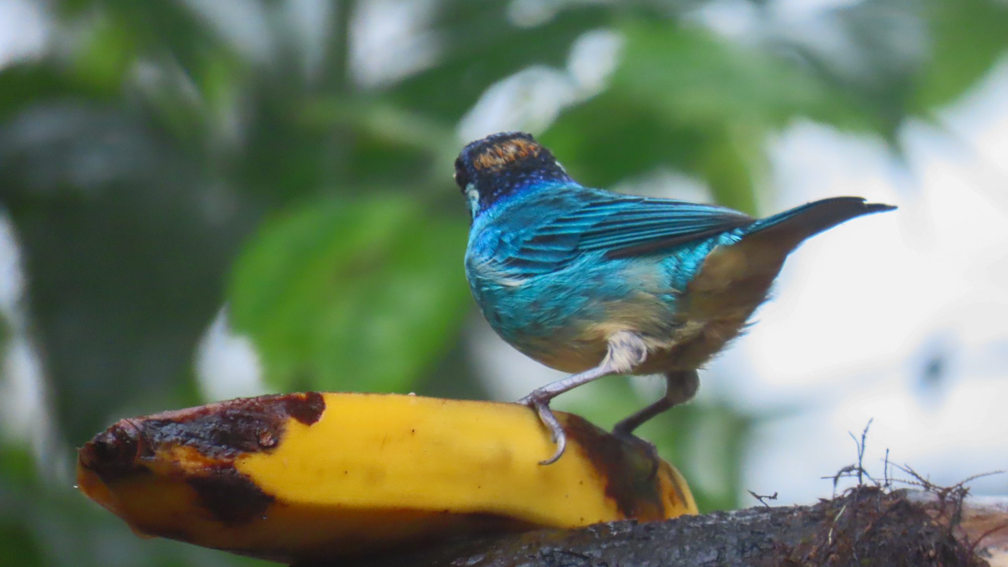 Golden-naped Tanager (Chalcothraupis ruficervix), photo 5