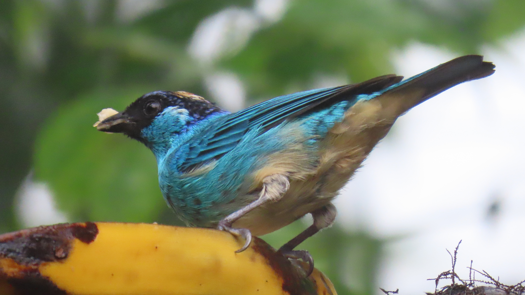 Golden-naped Tanager (Chalcothraupis ruficervix), photo 6