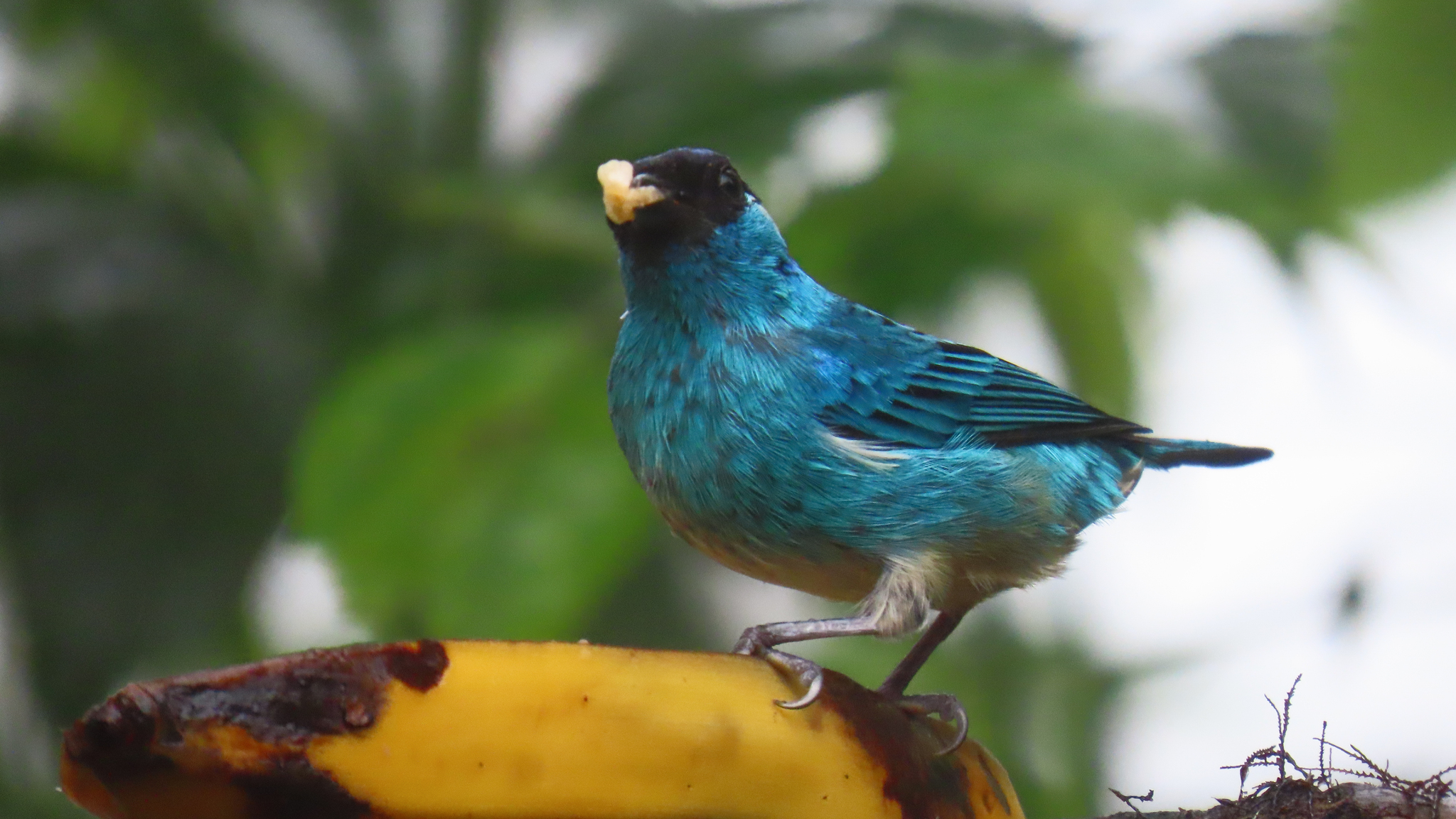 Golden-naped Tanager (Chalcothraupis ruficervix), photo 7