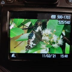 Euthalia adonia pinwilli