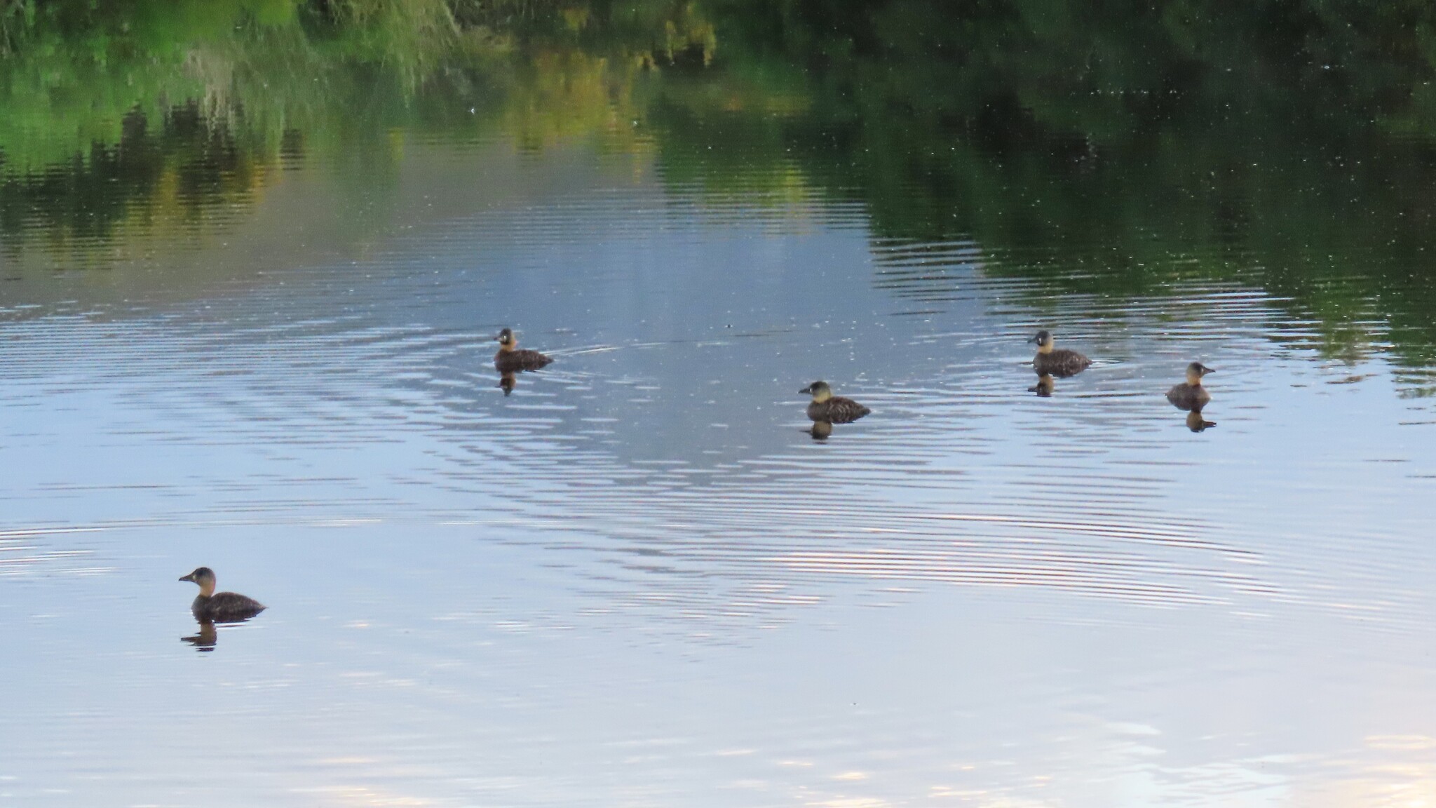 White-backed Duck (Thalassornis leuconotus), photo 5