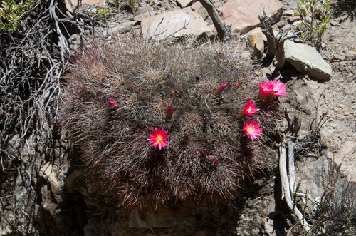 Lobivia pentlandii (Salm-Dyck) Britton & Rose