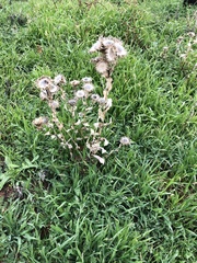 Angiospermae