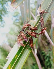 Polybia chrysothorax